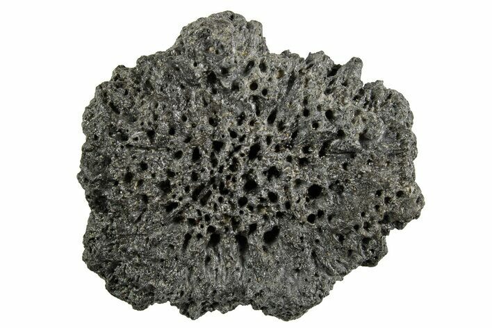 Fossil Glyptodont (Glyptotherium) Bony Armor Osteoderm - Florida #351076